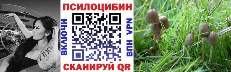сколько стоит  Кизилюрт  Псилоцибиновые грибы Cubensis 